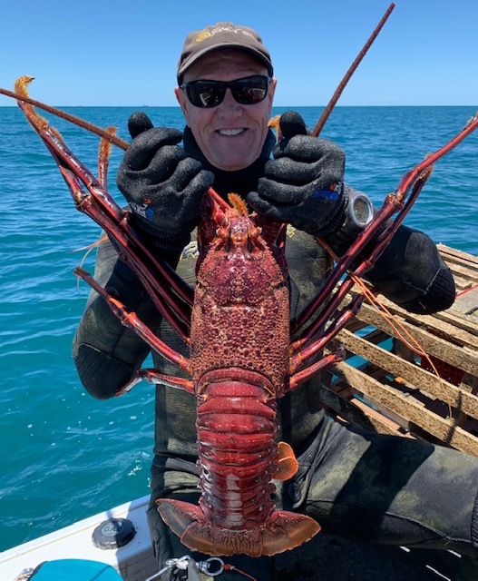 3.5kg Lobster